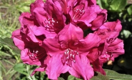 Dr H. C. Dresselhuys - różanecznik wielkokwiatowy - Dr H. C. Dresselhuys - Rhododendron hybridum