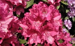 Dr.V.H. Rutgers - Рододендрон гибридный - Dr.V.H. Rutgers- Rhododendron hybridum
