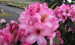 Duke of York - Рододендрон гибридный - Duke of York - Rhododendron hybridum