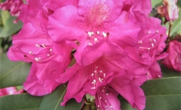 E.S. Rand - Рододендрон гибридный - E.S. Rand- Rhododendron hybridum