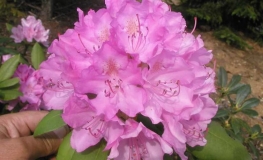 English Roseum - Рододендрон гибридный - English Roseum - Rhododendron hybridum