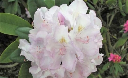 Effner - Рододендрон гибридный - Effner - Rhododendron hybridum