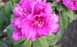 Erich - Рододендрон гибридный - Erich - Rhododendron hybridum
