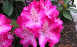 Eruption - Рододендрон гибридный - Eruption - Rhododendron hybridum