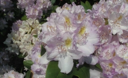Everestianum - Рододендрон гибридный - Everestianum - Rhododendron hybridum