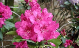 F.D Goodman - Рододендрон гибридный - F.D Goodman - Rhododendron hybridum