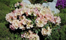 Felicitas- Рододендрон гибридный - Felicitas- Rhododendron hybridum