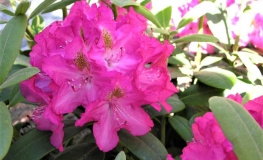 Fidelius - Рододендрон гибридный - Fidelius - Rhododendron hybridum