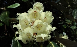 Florida Ogada   - Рододендрон гибридный - Florida Ogada   - Rhododendron hybridum
