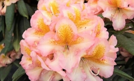 Fluidum - Rhododendron Hybride - Fluidum - Rhododendron hybridum