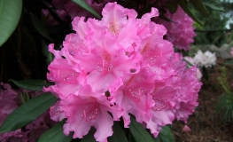 Gabriel- Рододендрон гибридный - Gabriel - Rhododendron hybridum