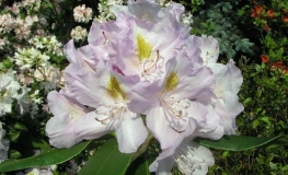 Genoveva - Рододендрон гибридный - Genoveva - Rhododendron hybridum