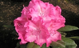 Germania - różanecznik wielkokwiatowy - Germania - Rhododendron hybridum