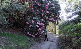Gill's Crimson - Рододендрон гибридный - Gill's Crimson - Rhododendron hybridum