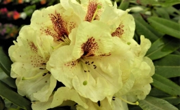 Goldbukett - wardii  hybr. - Рододендрон гибридный - Goldbukett - wardii  hybr. - Rhododendron hybridum