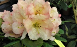 Golden Harmony - Рододендрон гибридный - Golden Harmony - Rhododendron hybridum