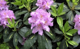 Goldflimmer - Рододендрон гибридный - Goldflimmer - Rhododendron hybridum