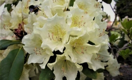 Goldsworth Yellow - Рододендрон гибридный - Goldsworth Yellow - Rhododendron hybridum