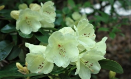 Graf Lennart - Рододендрон гибридный - Graf Lennart- Rhododendron hybridum