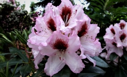 Graffito - Рододендрон гибридный - Graffito - Rhododendron hybridum