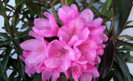 Graziella - różanecznik wielkokwiatowy - Graziella - Rhododendron hybridum