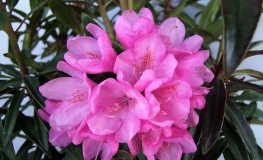 Graziella - Рододендрон гибридный - Graziella - Rhododendron hybridum