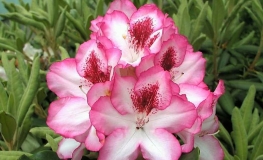 Hachmann's Charmant - Rhododendron hybrid - Hachmann's Charmant - Rhododendron hybridum