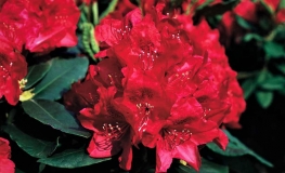 Hachmann's Feuerschein - różanecznik wielkokwiatowy - Hachmann's Feuerschein - Rhododendron hybridum