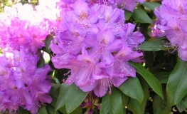 Purpureum Grandiflorum - Rhododendron Hybride - Purpureum Grandiflorum - Rhododendron hybridum