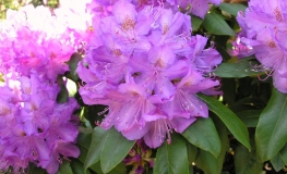 Purpureum Grandiflorum - różanecznik wielkokwiatowy - Purpureum Grandiflorum - Rhododendron hybridum