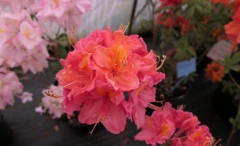 Juanita - Azalia wielkokwiatowa - Juanita - Rhododendron  (Azalea)