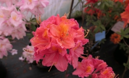 Juanita - Azalee - Juanita - Rhododendron  (Azalea)