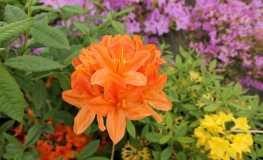 Spek's Orange - Azalee - Spek's Orange - Rhododendron (Azalea)