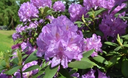 Catawbiense Boursault - Rhododendron hybrid - Catawbiense Boursault - Rhododendron hybridum