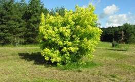 Acer negundo 'Kelly's Gold' - klon jesionolistny - Acer negundo 'Kelly's Gold'