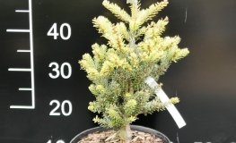 Abies koreana 'Aurea' - Пихта корейская - Abies koreana  'Aurea'