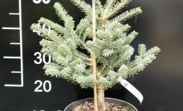 Abies koreana 'Blue Standard' - Korean fir - Abies koreana 'Blue Standard'