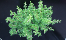 Larix decidua 'Kórnik' - European larch - Larix decidua 'Kórnik'