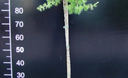 Larix decidua 'Puli' - European larch - Larix decidua 'Puli'