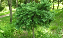 Larix kaempferi 'Blue Dwarf' - Japanische Lärche - Larix kaempferi 'Blue Dwarf'