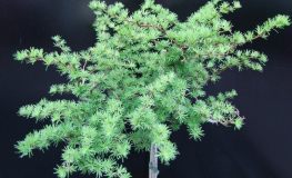 Larix kaempferi 'Diana' - Japanese Larch - Larix kaempferi 'Diana'