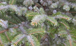 Picea bicolor - Ель Алькокка ; eль двуцветная - Picea bicolor  ;  Picea alcoquiana