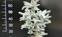 Picea pungens 'Fat Albert' - Colorado Blue Spruce - Picea pungens 'Fat Albert'