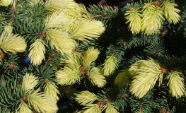 Picea pungens 'Maigold' - Stech-Fichte; Blaufichte - Picea pungens 'Maigold'