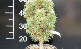 Pinus nigra 'Helga' - sosna czarna - Pinus nigra 'Helga'