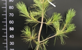 Pinus nigra var. 'Martimia' - sosna czarna - Pinus nigra var. 'Martimia'