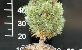 Pinus nigra 'Richard' - Austrian pine - Pinus nigra 'Richard'