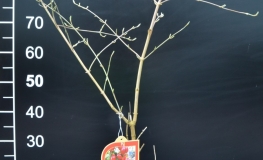 Cornus mas 'Słowianin' - Kornelkirsche - Cornus mas 'Słowianin'