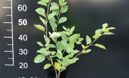Amelanchier alnifolia Mandam - świdośliwa olcholistna - Amelanchier alnifolia Mandam