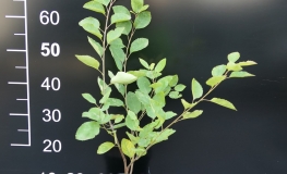 Amelanchier alnifolia Mandam - Serviceberry ; Saskatoon - Amelanchier alnifolia Mandam